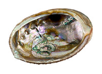 Abalone Shell Kit