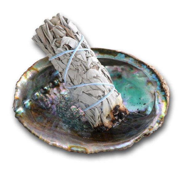 Abalone Shell Kit